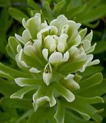 Castilleja xanthotricha, Yellow Hair Paintbrush